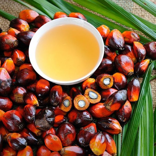 Tracking sustainable palm oil: Unilever uses geospatial analytics for “sophisticated” deforestation crackdown